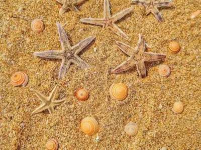 ساحل صدفی پارسیان